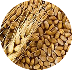 Изображение раздела «Wheat»