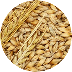 Изображение раздела «Barley»