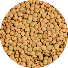 Изображение раздела «Lentils»
